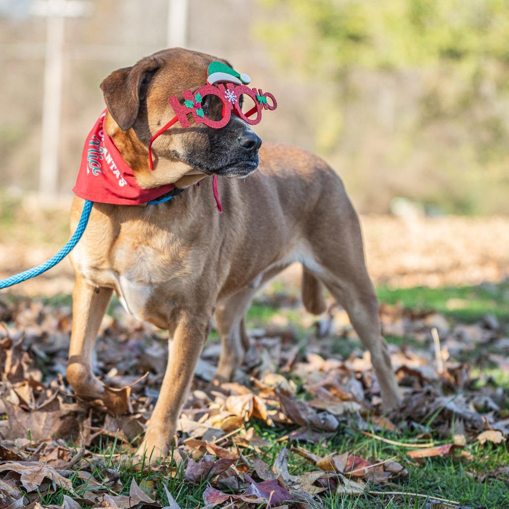 Enlarge Tyson, a Adoptable mixed breed in Bartlett, TN image 2/6