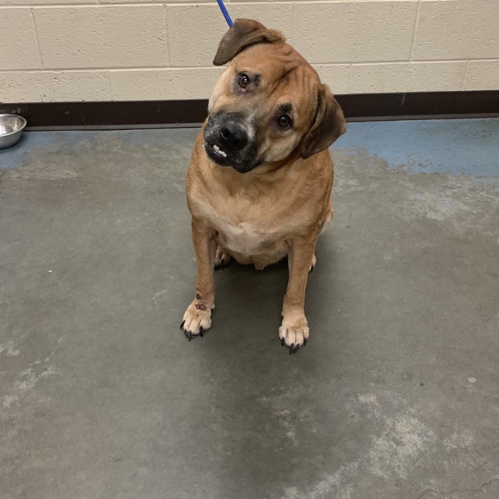 Enlarge Tyson, a Adoptable mixed breed in Bartlett, TN image 3/6