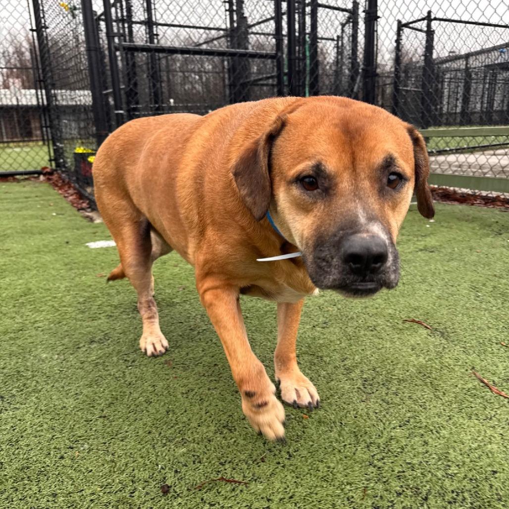 Enlarge Tyson, a Adoptable mixed breed in Bartlett, TN image 4/6
