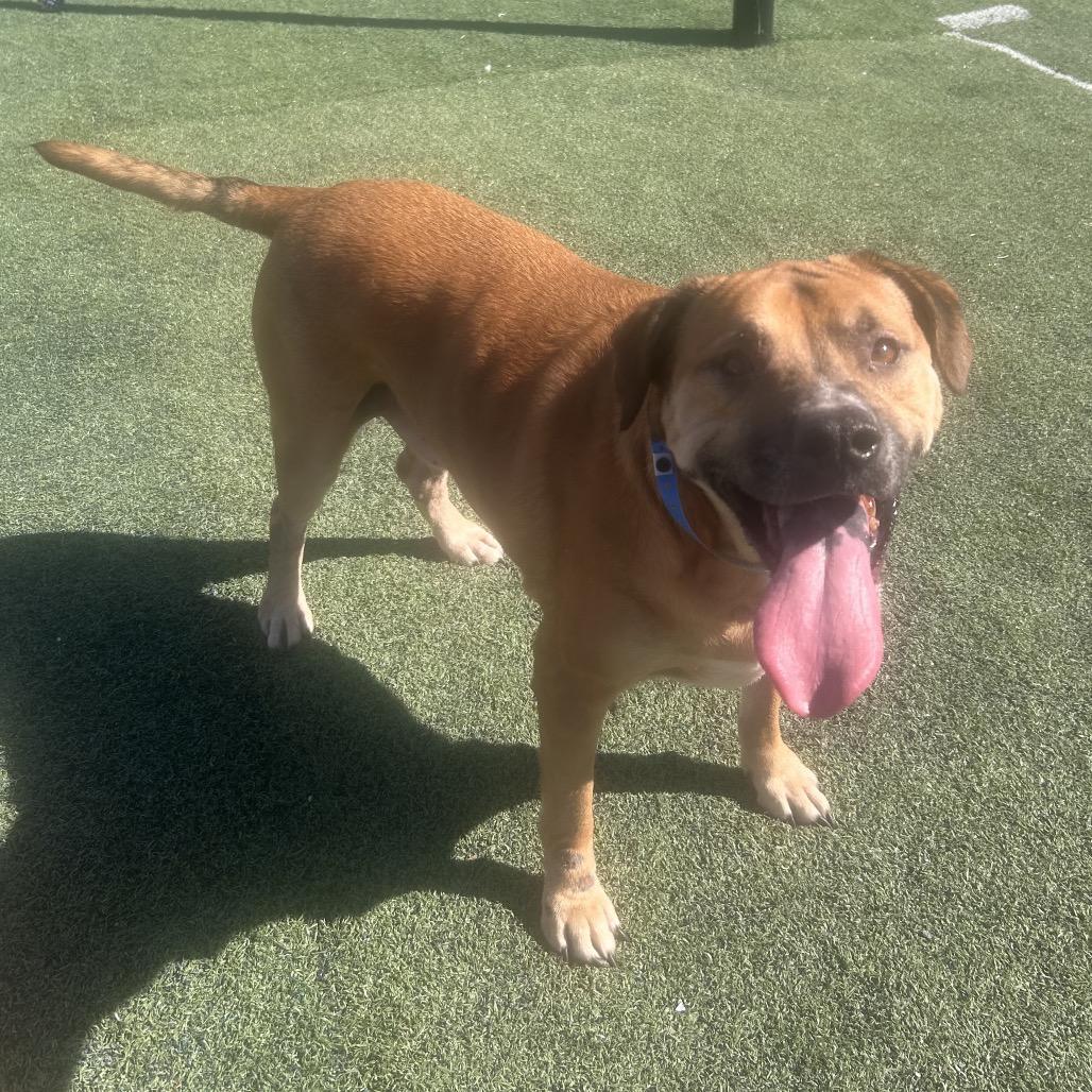 Enlarge Tyson, a Adoptable mixed breed in Bartlett, TN image 5/6