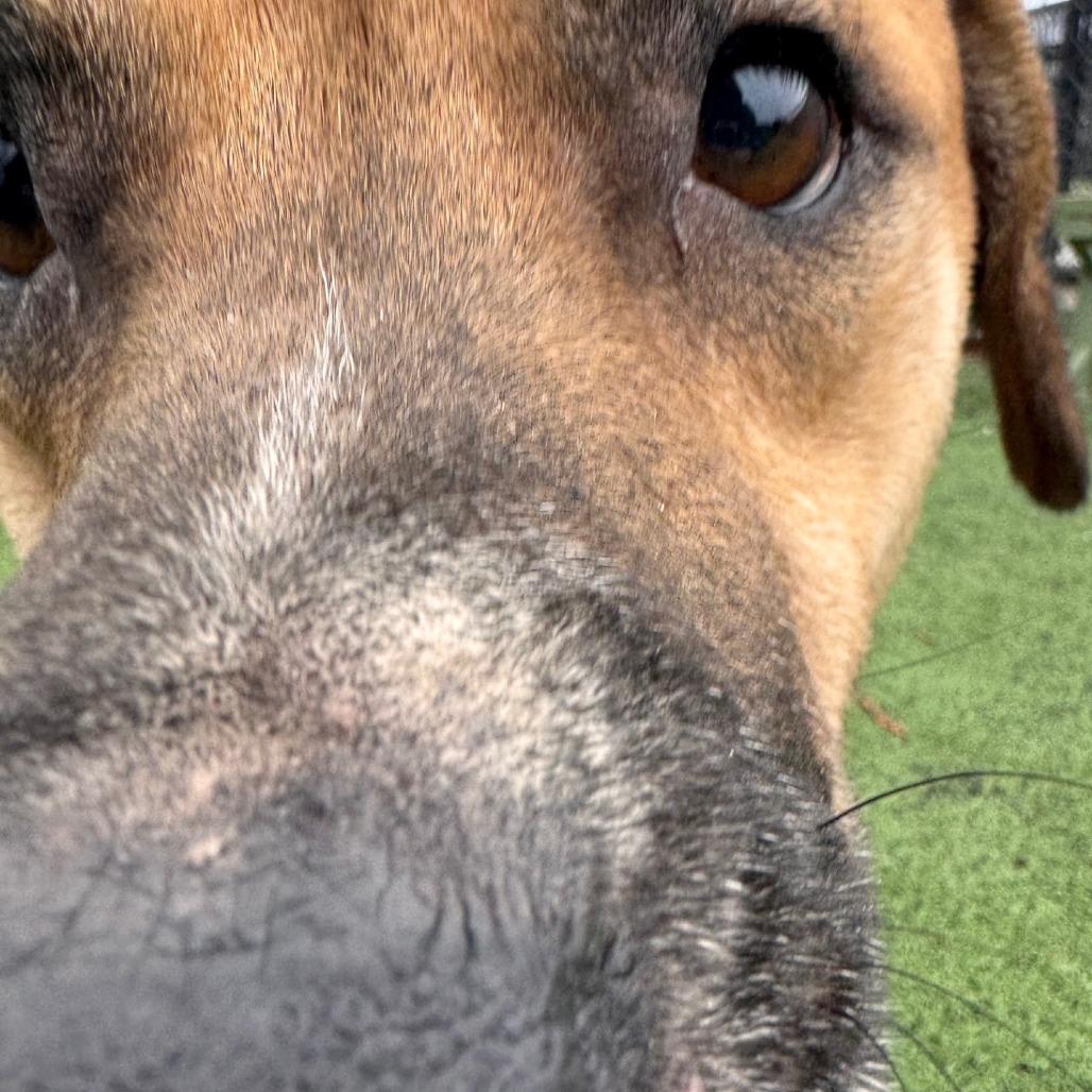 Enlarge Tyson, a Adoptable mixed breed in Bartlett, TN image 6/6