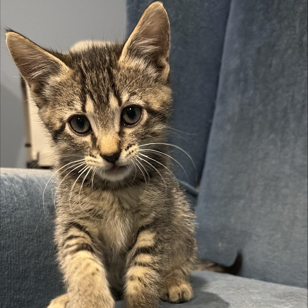 Cobbler, Adoptable, Kitten Female Domestic Short Hair.