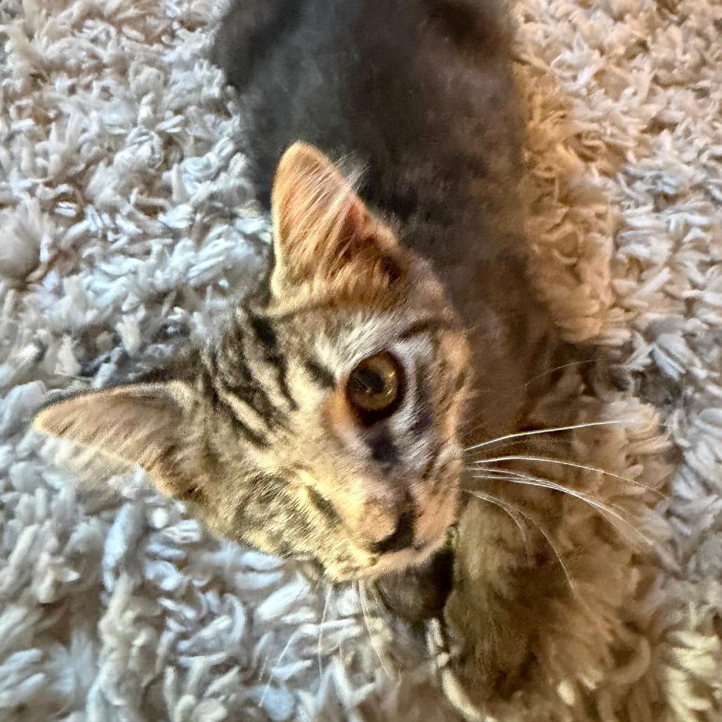 Uno, Adoptable, Kitten Male Domestic Short Hair.