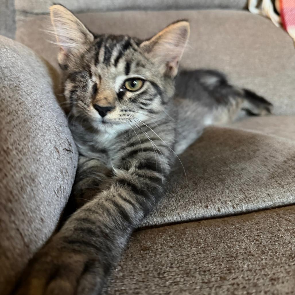 Enlarge Uno, a Adoptable Domestic Short Hair in Irwin, PA image 2/5