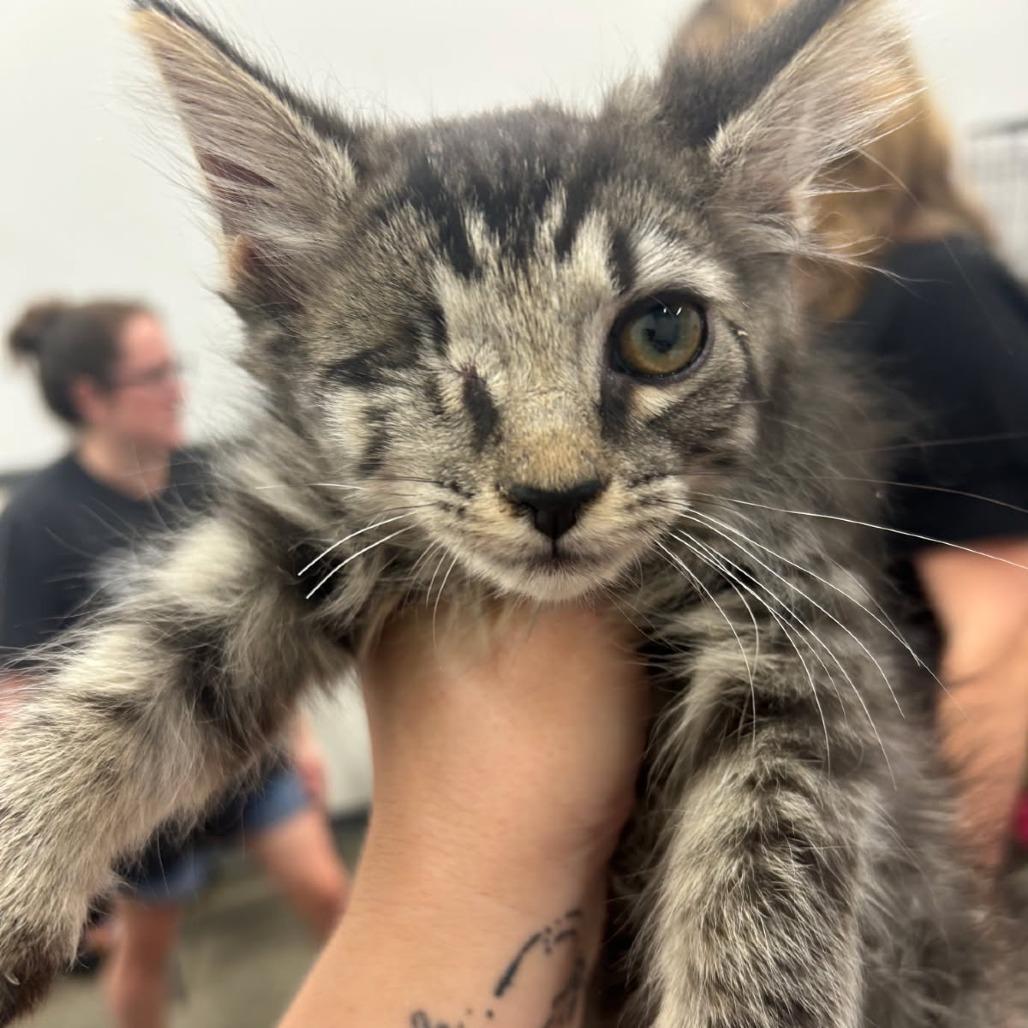 Enlarge Uno, a Adoptable Domestic Short Hair in Irwin, PA image 3/5