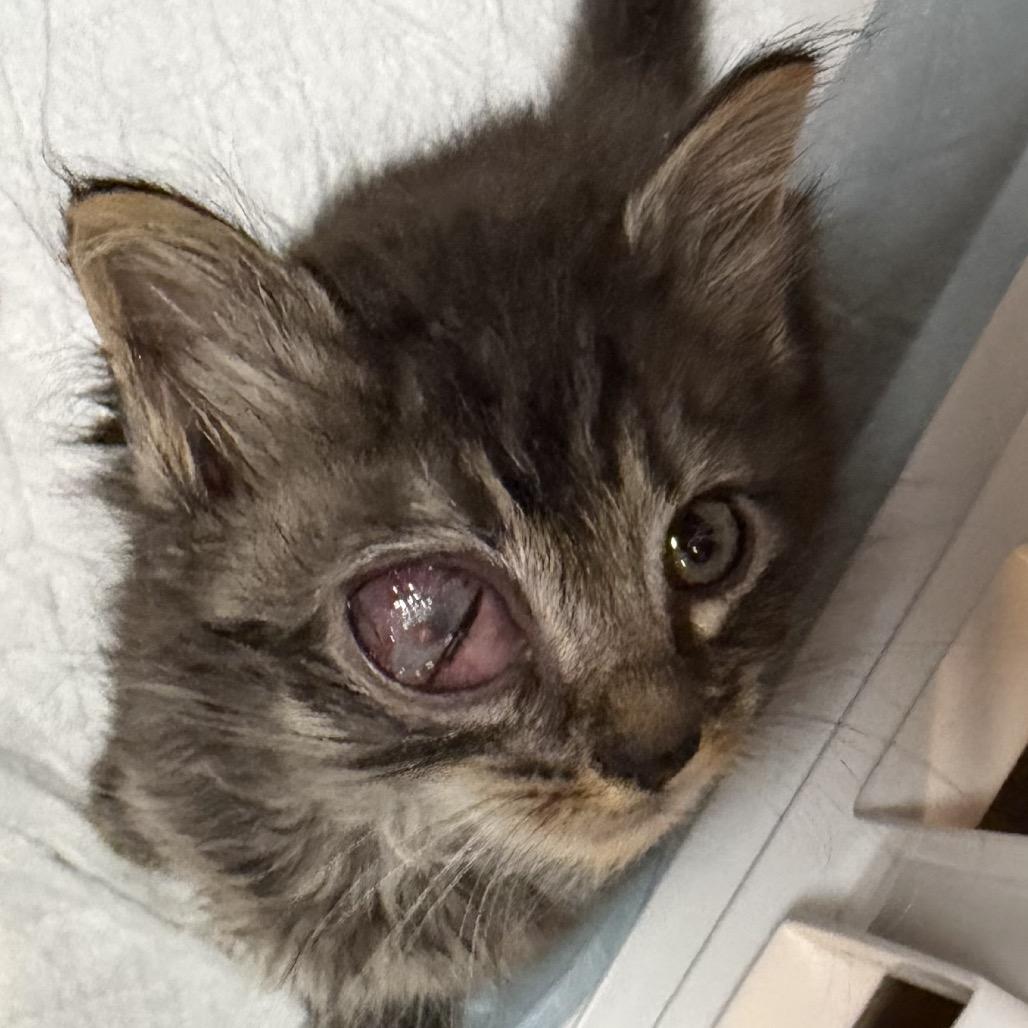 Enlarge Uno, a Adoptable Domestic Short Hair in Irwin, PA image 4/5