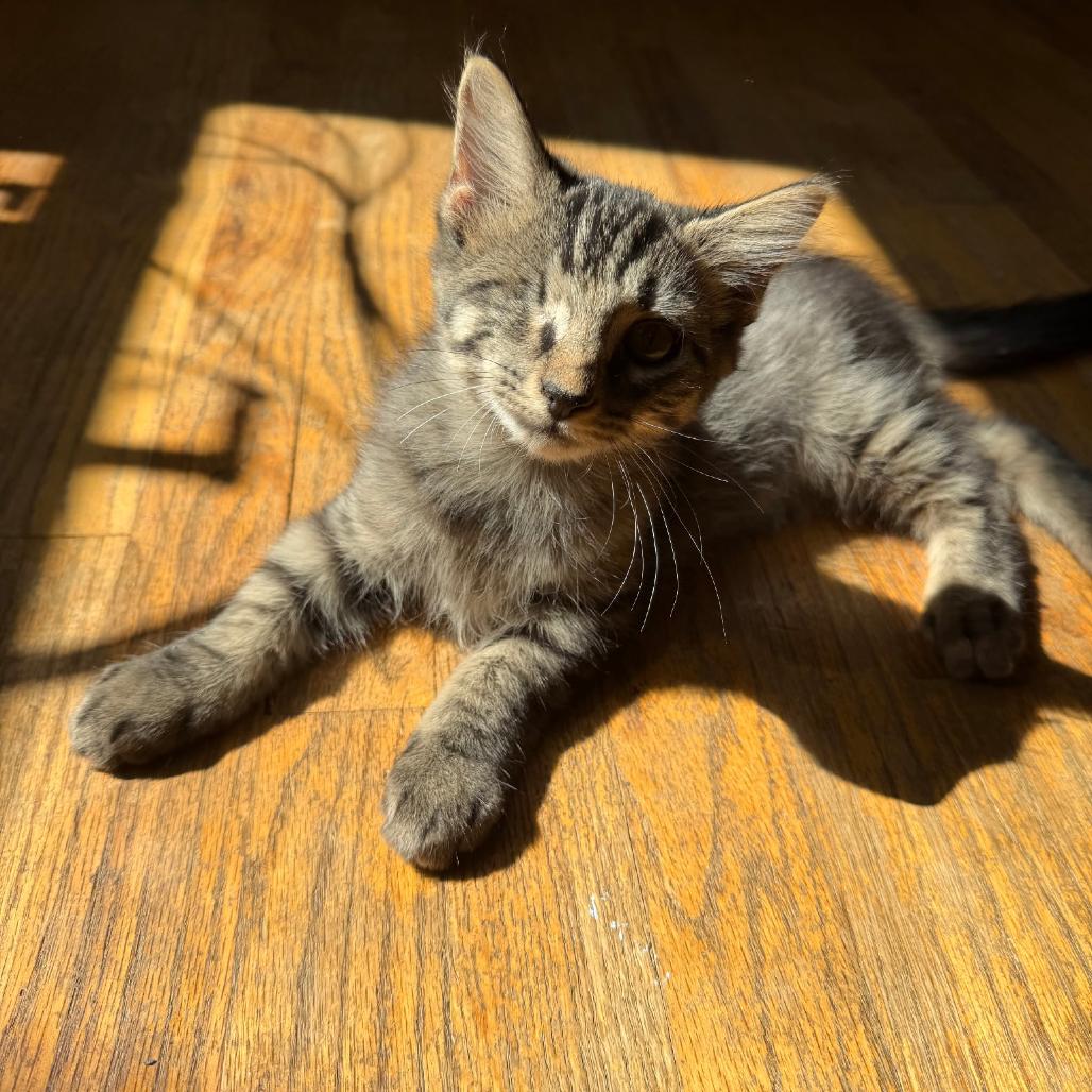 Enlarge Uno, a Adoptable Domestic Short Hair in Irwin, PA image 5/5