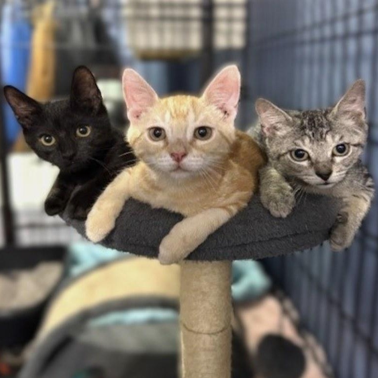 Thunder, Bolt and Flash