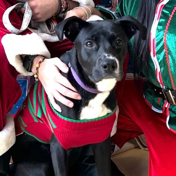 Minnie, an adoption pending mixed breed in Brooklyn, NY image 1/6