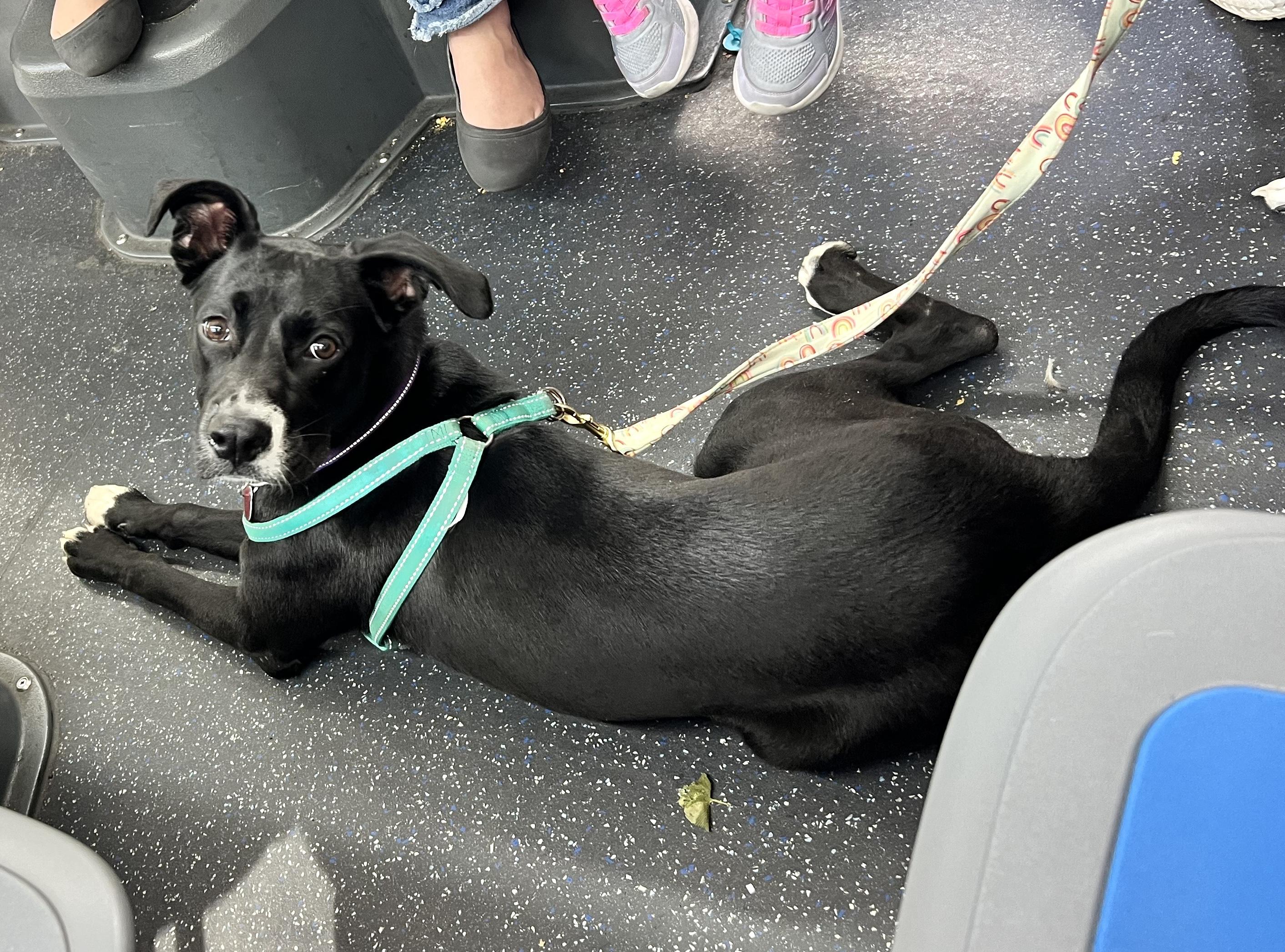 Minnie, an adoption pending mixed breed in Brooklyn, NY image 6/6