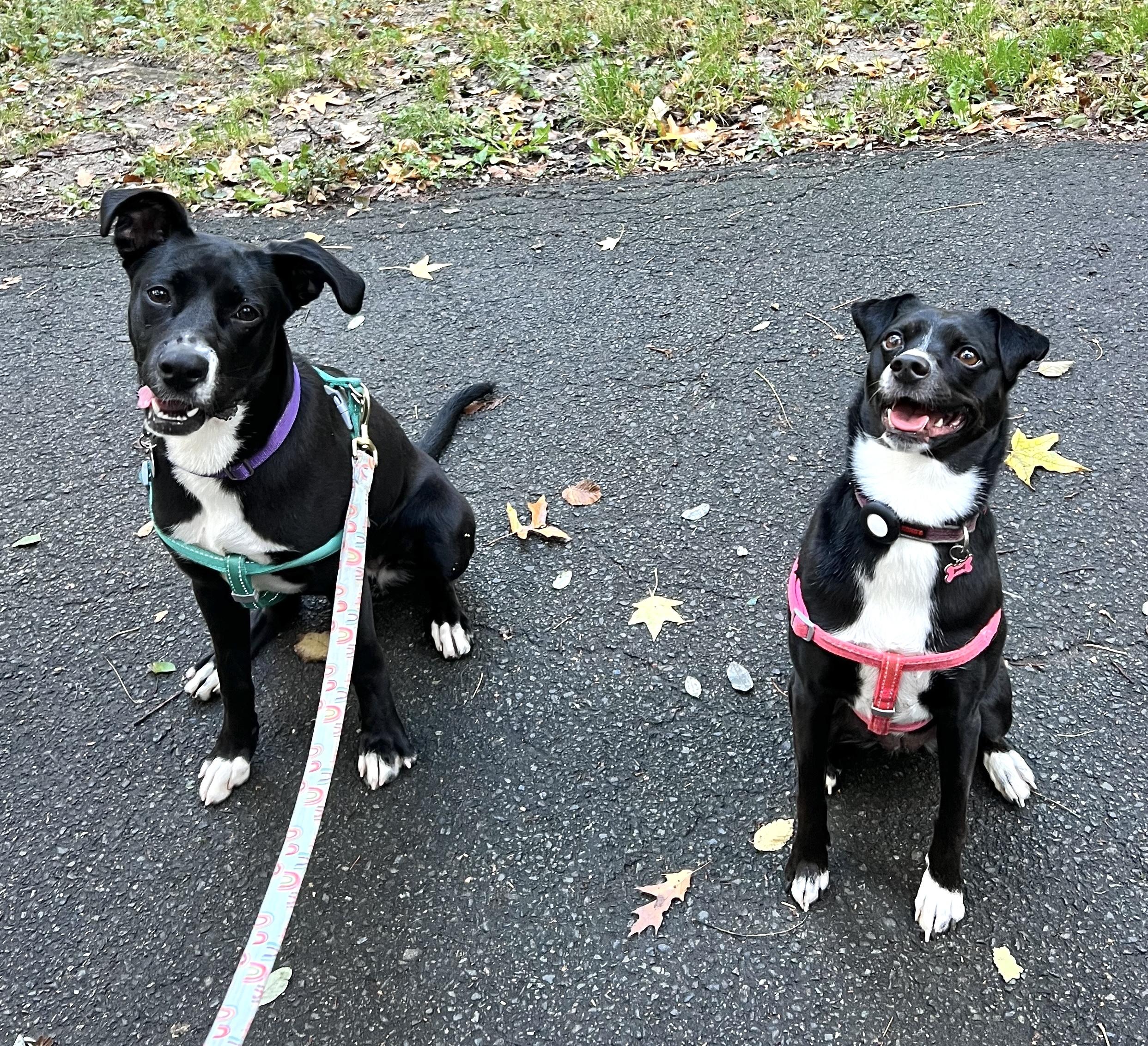 Minnie, an adoption pending mixed breed in Brooklyn, NY image 4/6