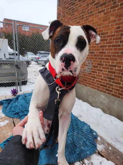 Snoopy, a Adoptable mixed breed in Montreal, QC image 1/3