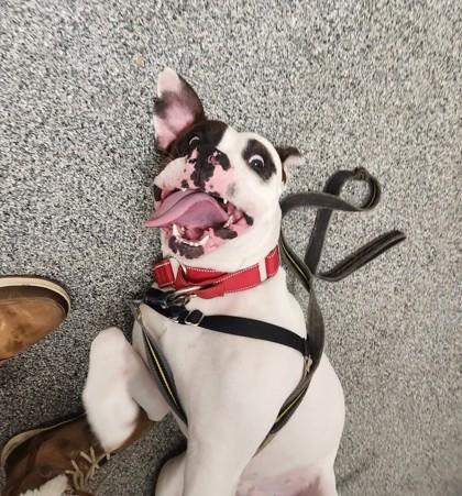 Snoopy, a Adoptable mixed breed in Montreal, QC image 2/3