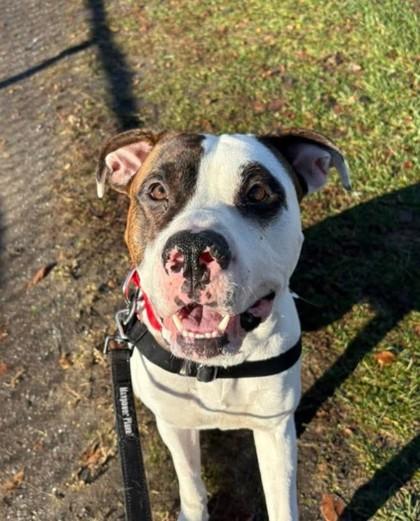 Snoopy, a Adoptable mixed breed in Montreal, QC image 3/3