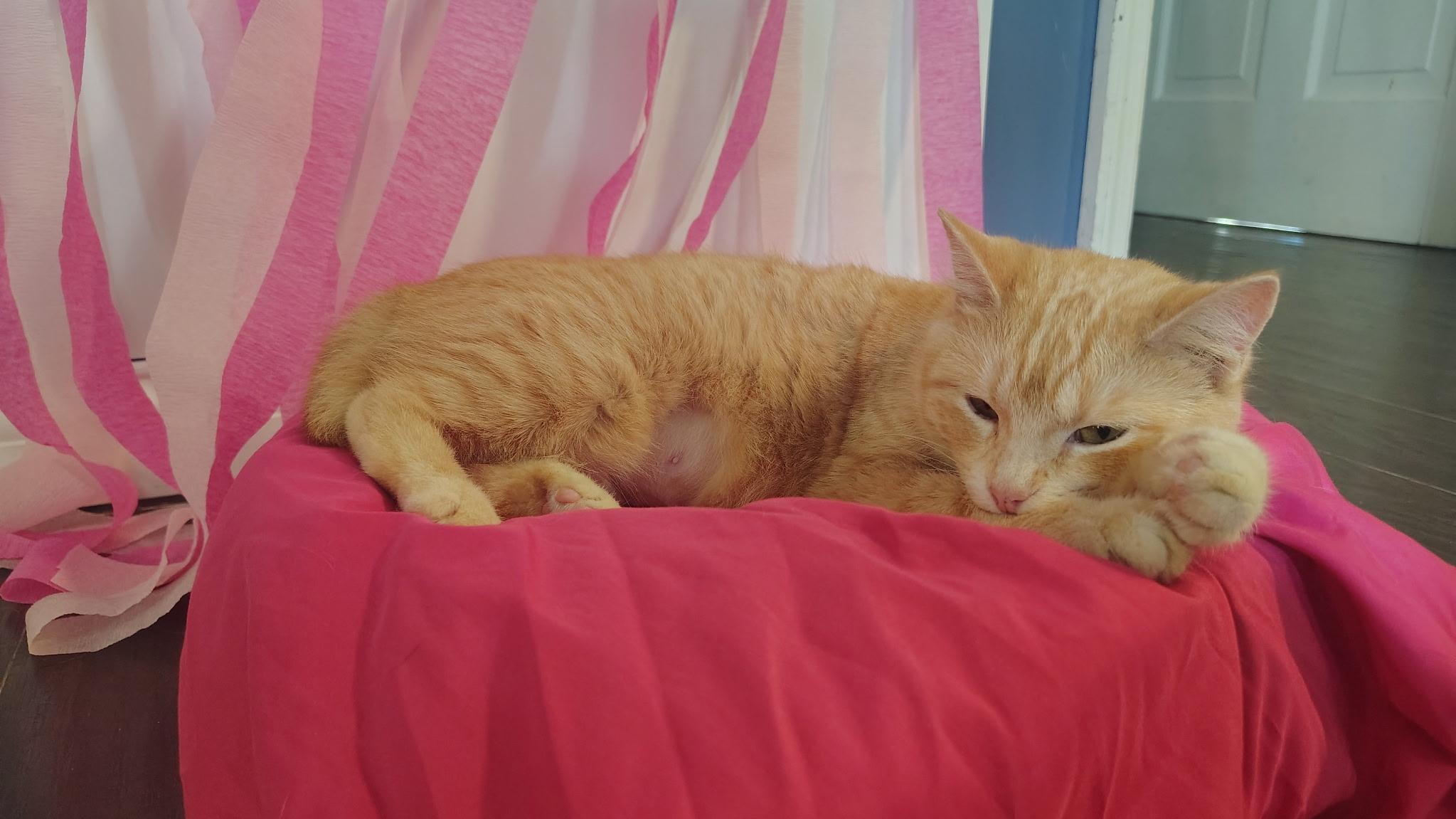 Enlarge Poppy, a ADOPTABLE Tabby in Murray, KY image 3/6