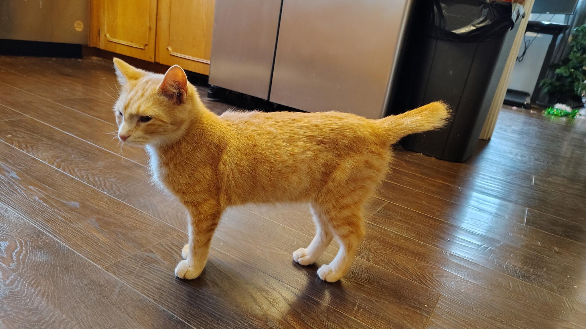 Enlarge Poppy, a ADOPTABLE Tabby in Murray, KY image 2/6