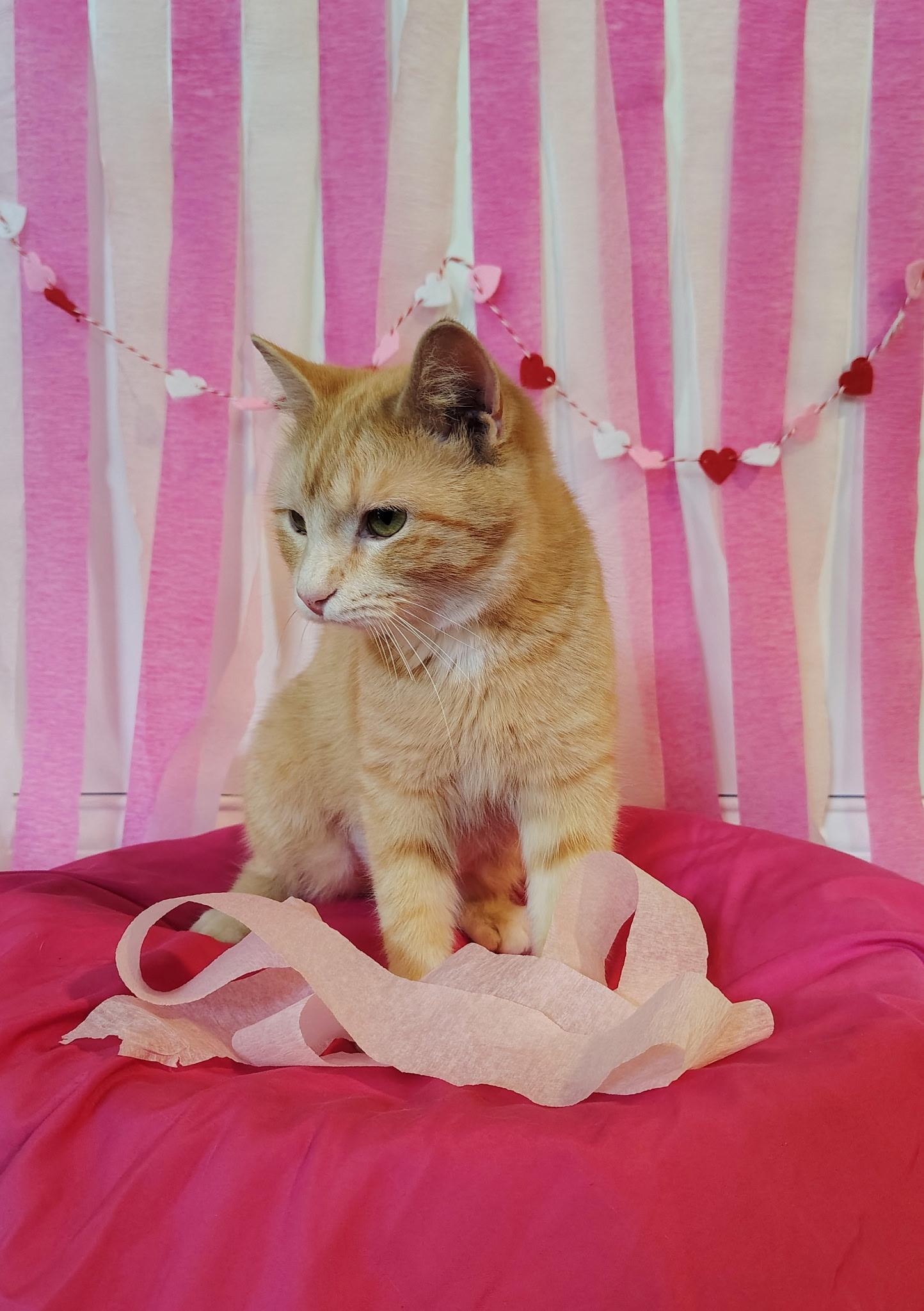 Enlarge Poppy, a ADOPTABLE Tabby in Murray, KY image 1/6