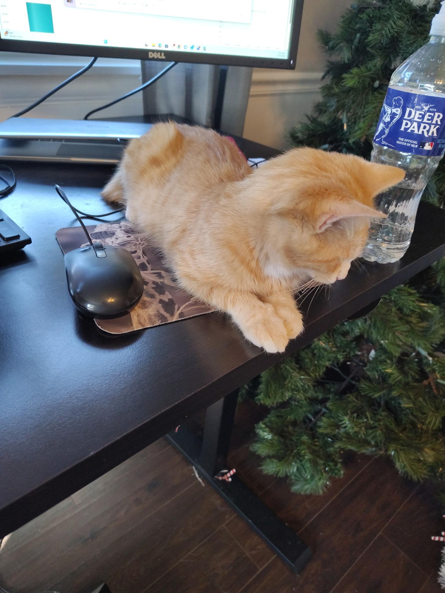 Enlarge Poppy, a ADOPTABLE Tabby in Murray, KY image 6/6