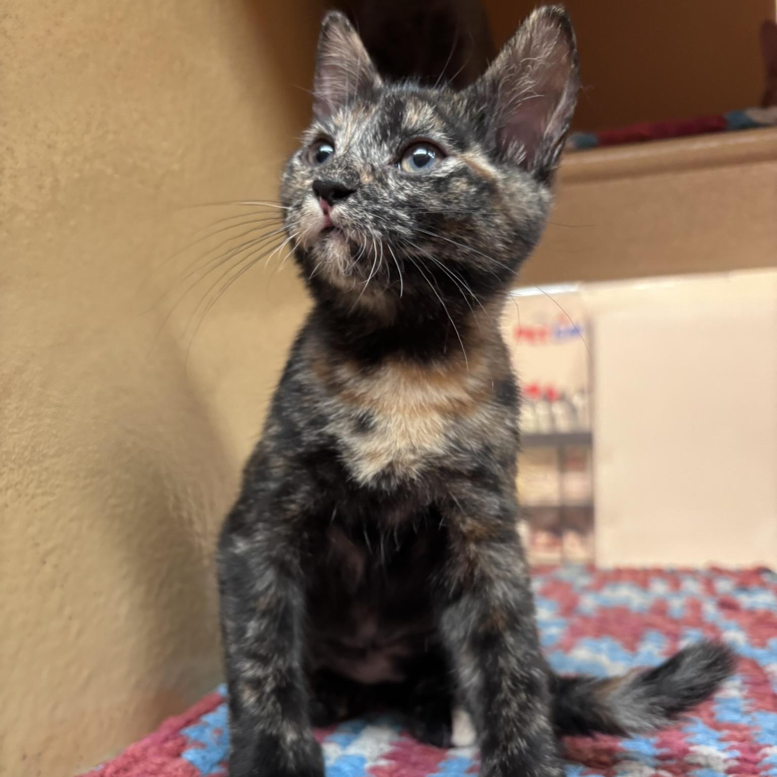 Tootsie (polydactyl & bonded with Yeya), a ADOPTABLE mixed breed in Scarborough, ON image 2/6