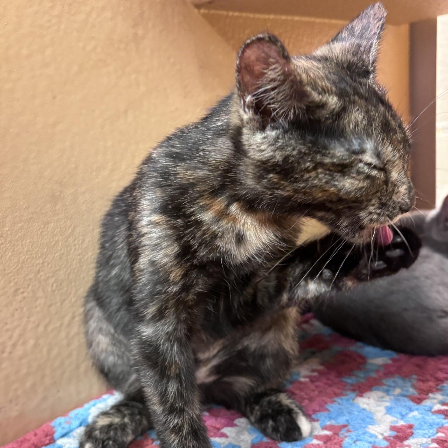 Tootsie (polydactyl & bonded with Yeya), a ADOPTABLE mixed breed in Scarborough, ON image 5/6