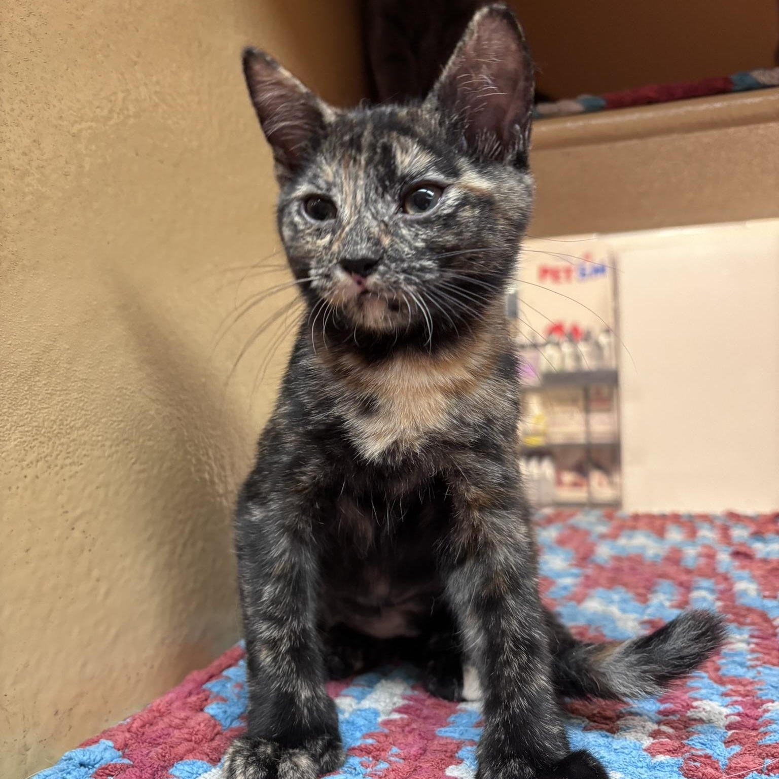 Tootsie (polydactyl & bonded with Yeya), ADOPTABLE, Kitten Female Domestic Short Hair.