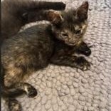 Tootsie (polydactyl & bonded with Yeya), a ADOPTABLE mixed breed in Scarborough, ON image 6/6