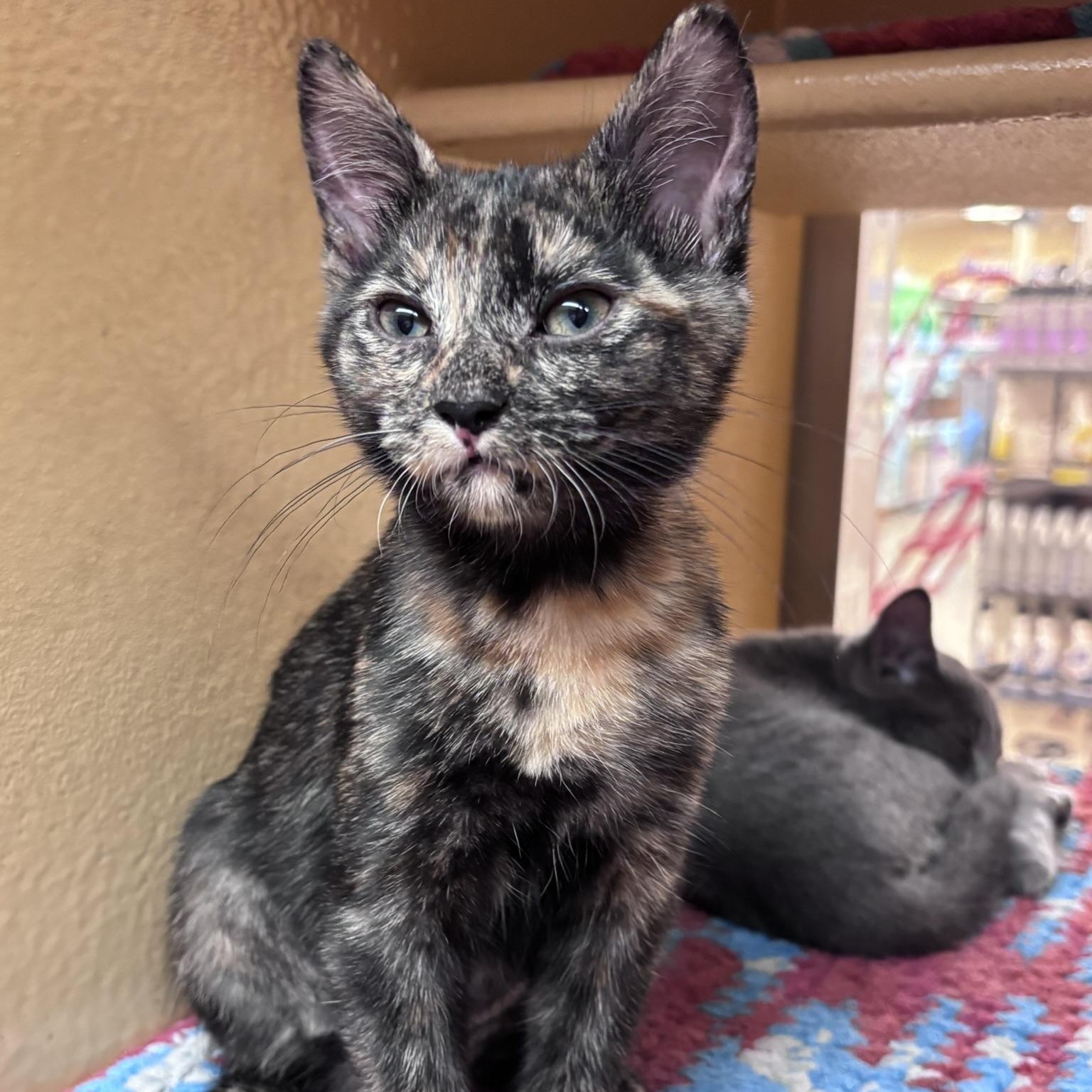 Tootsie (polydactyl & bonded with Yeya), a ADOPTABLE mixed breed in Scarborough, ON image 4/6