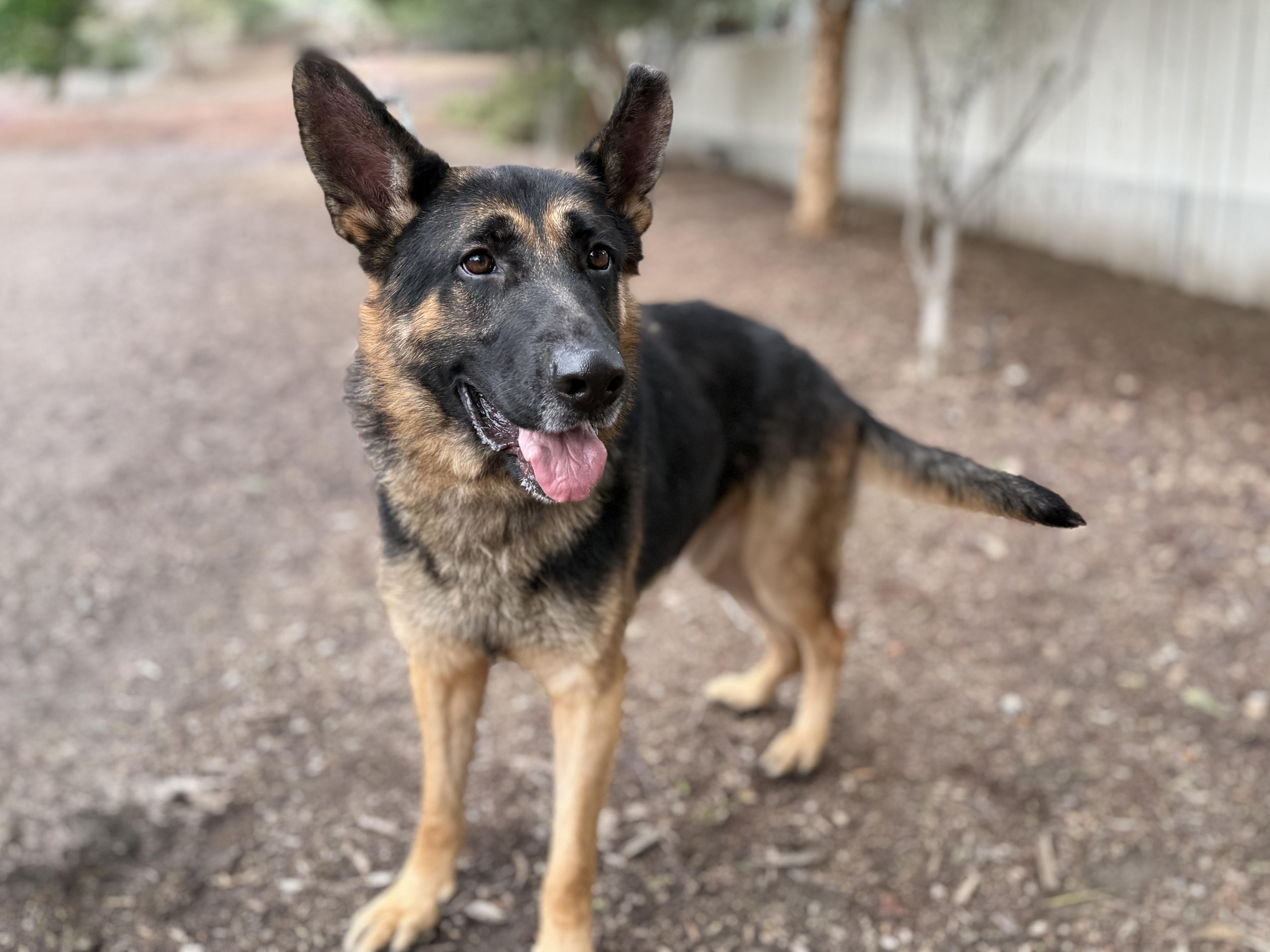 Mikey, an adopted German Shepherd Dog in San Diego, CA image 1/2