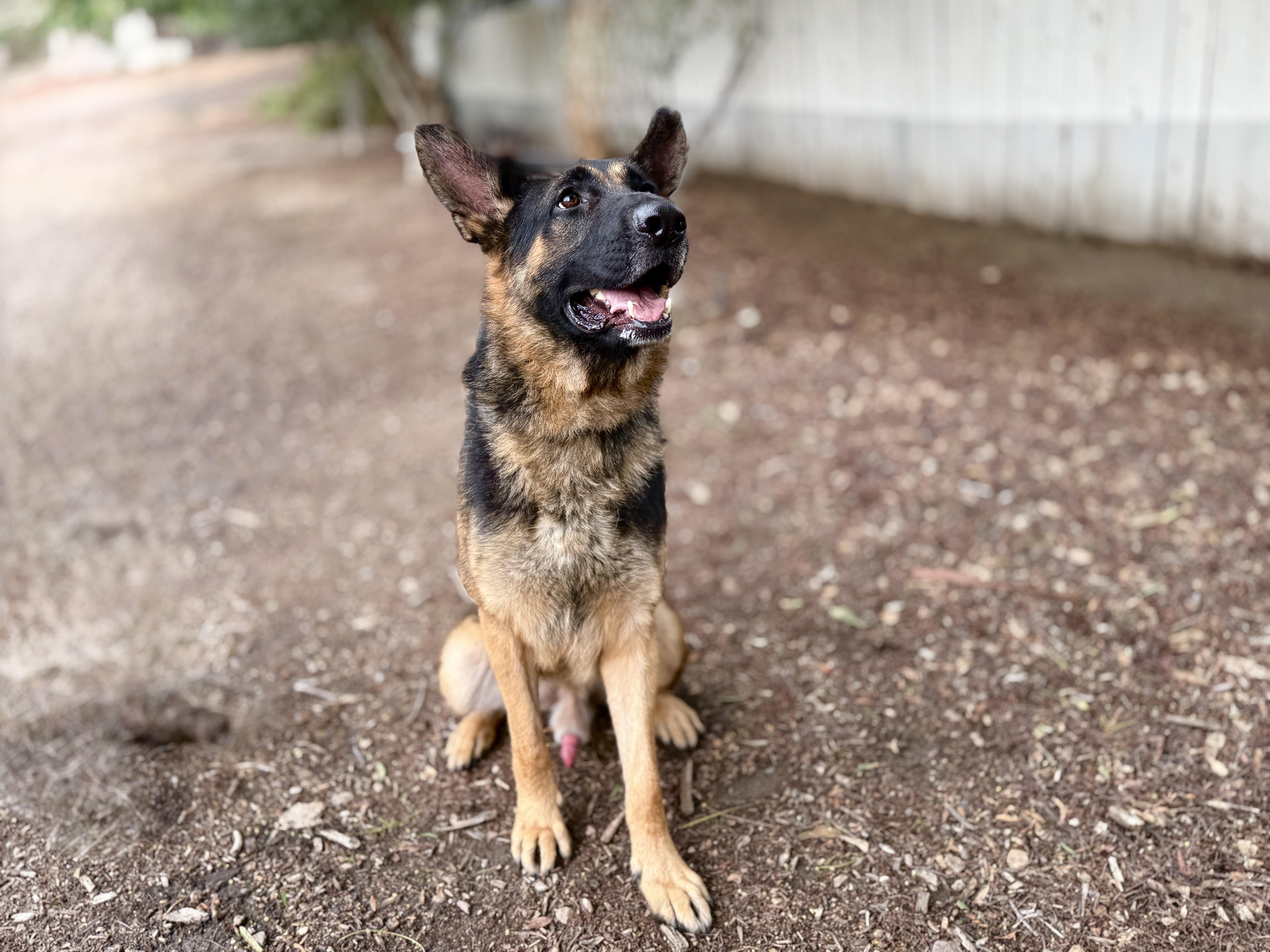 Mikey, an adopted German Shepherd Dog in San Diego, CA image 2/2