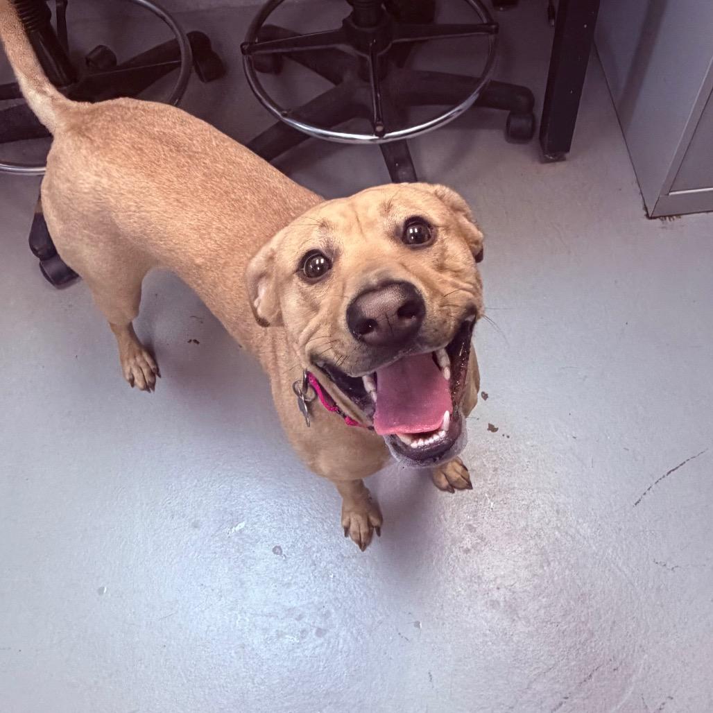 Enlarge Maggie, a Adoptable Labrador Retriever in Troy, VA image 1/3