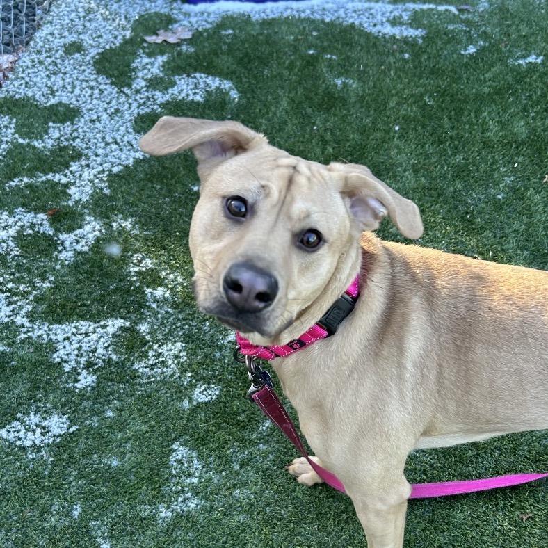 Enlarge Maggie, a Adoptable Labrador Retriever in Troy, VA image 2/3