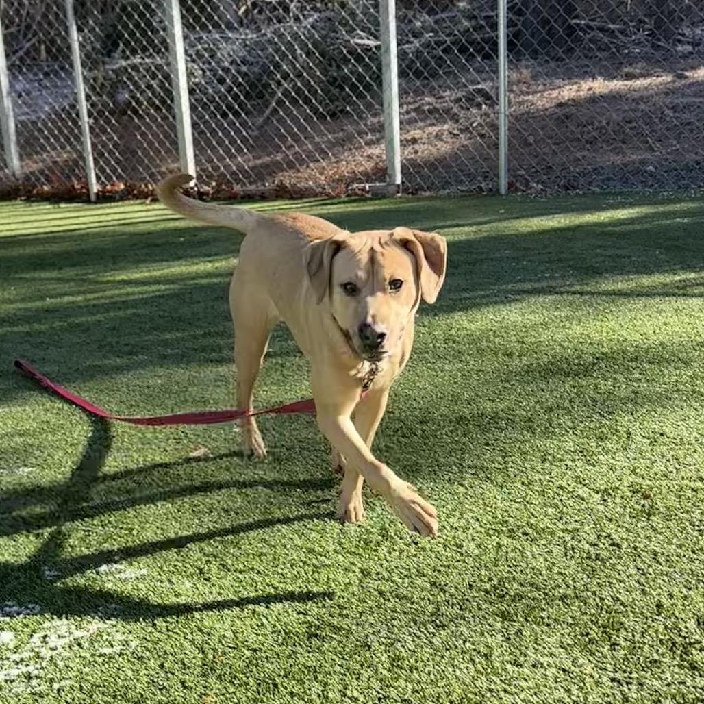 Enlarge Maggie, a Adoptable Labrador Retriever in Troy, VA image 3/3