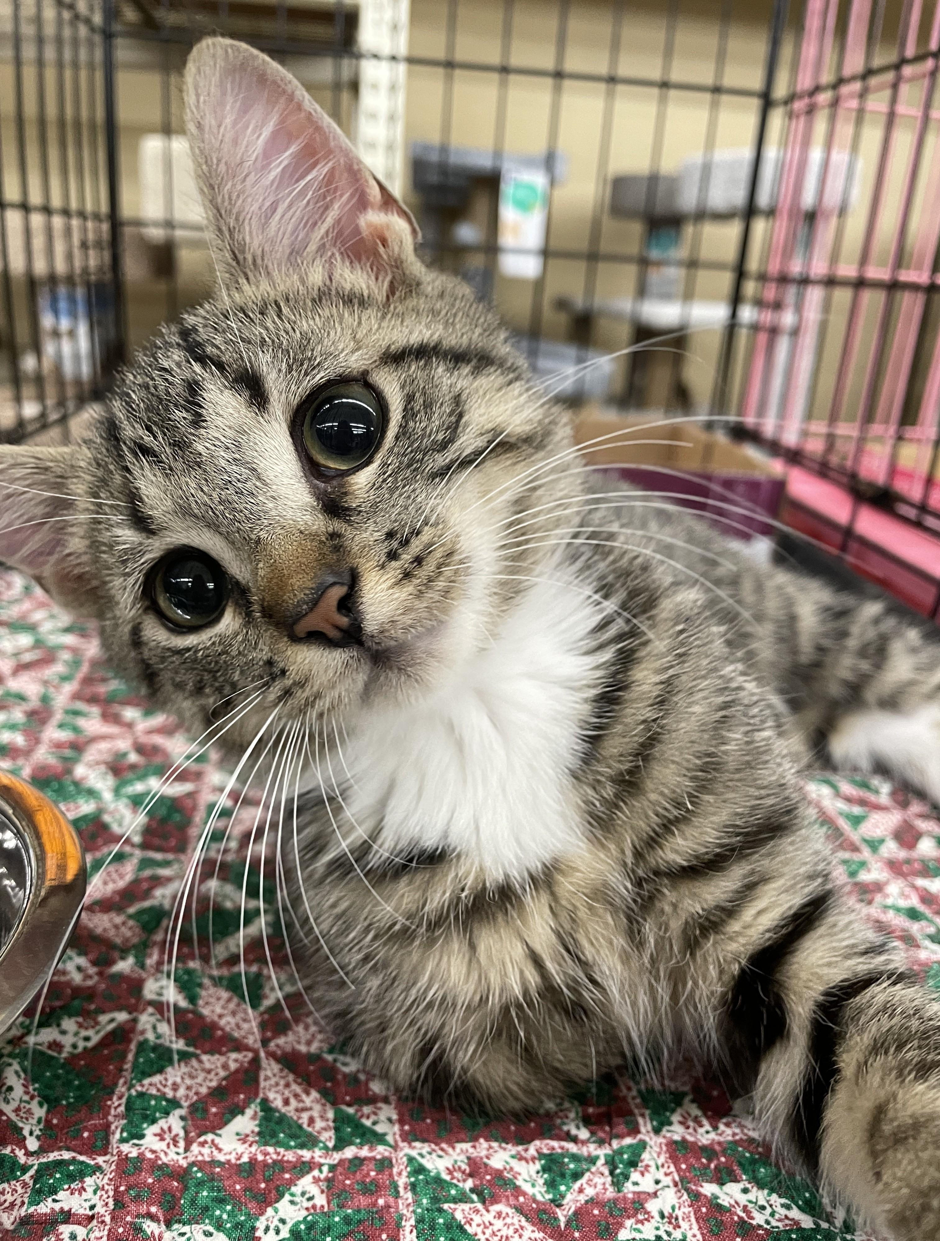 Shakespeare, an adopted mixed breed in Columbia, SC image 4/4