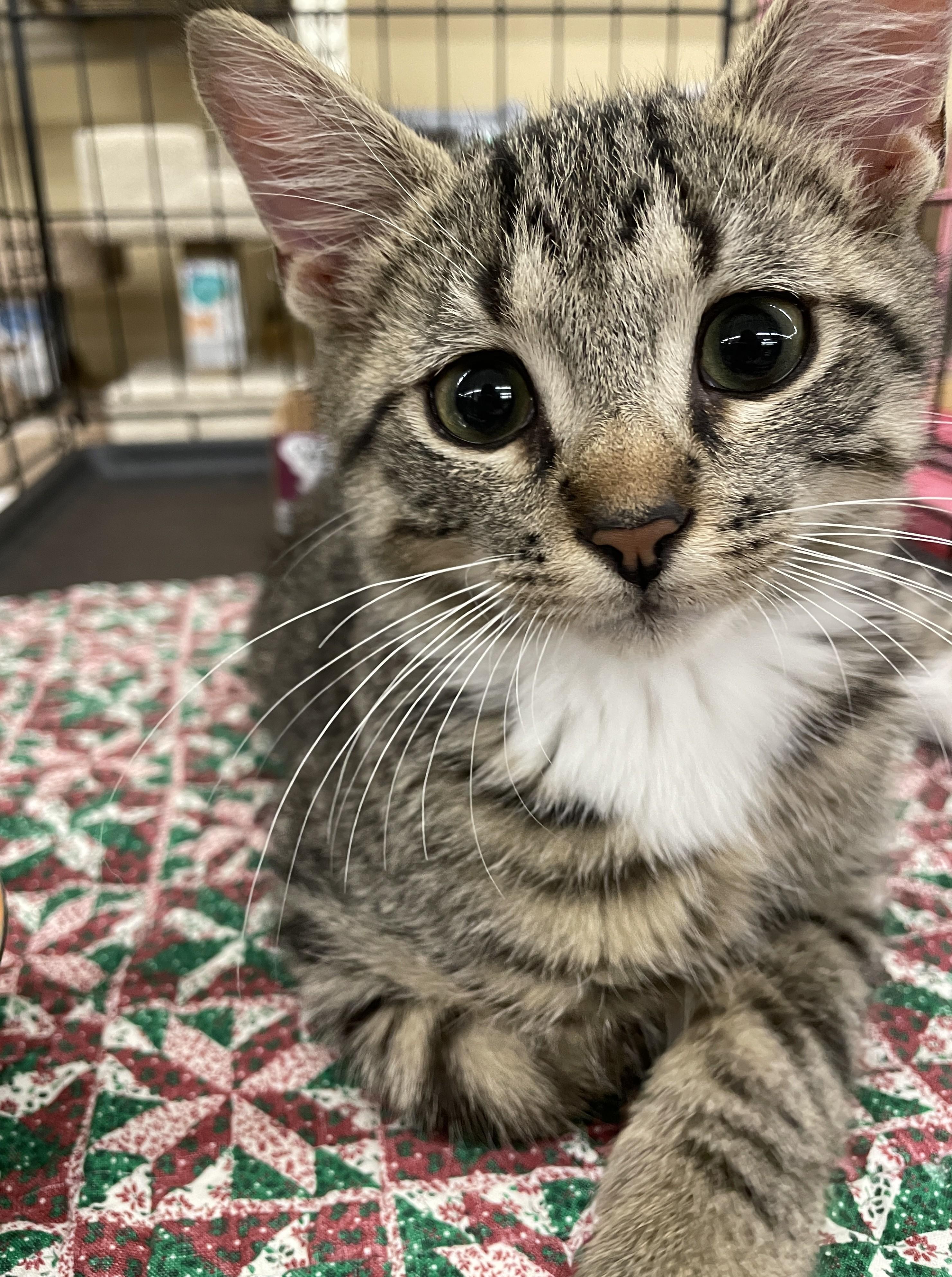 Shakespeare, an adopted mixed breed in Columbia, SC image 2/4