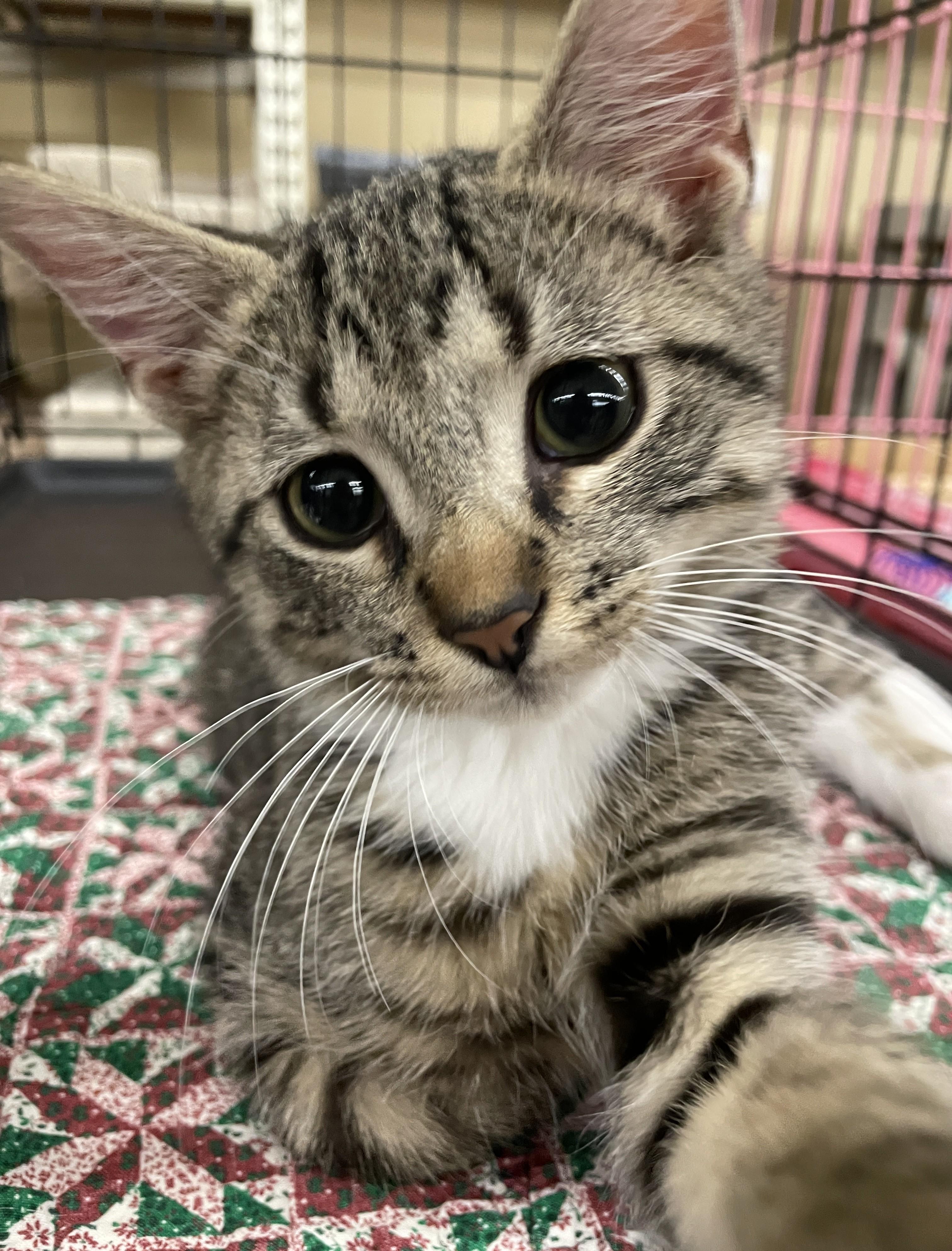 Shakespeare, adopted, Young Male Domestic Short Hair & Tabby.