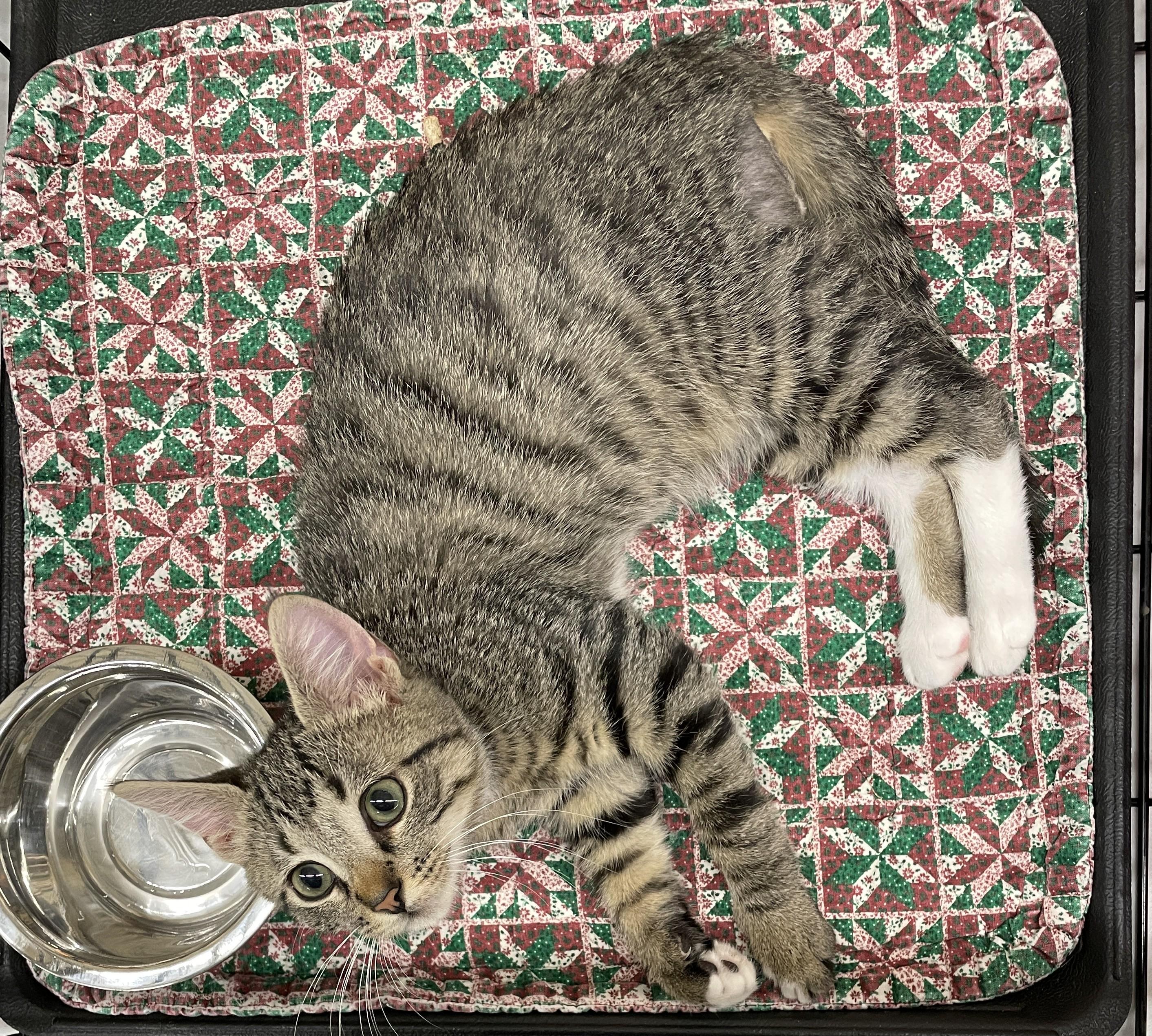 Shakespeare, an adopted mixed breed in Columbia, SC image 3/4