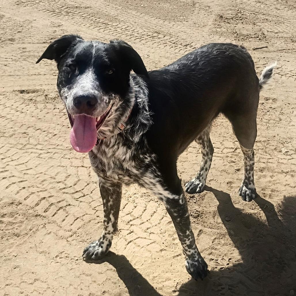 Enlarge Sampson, a ADOPTABLE Australian Cattle Dog / Blue Heeler in Torrey, UT image 1/1