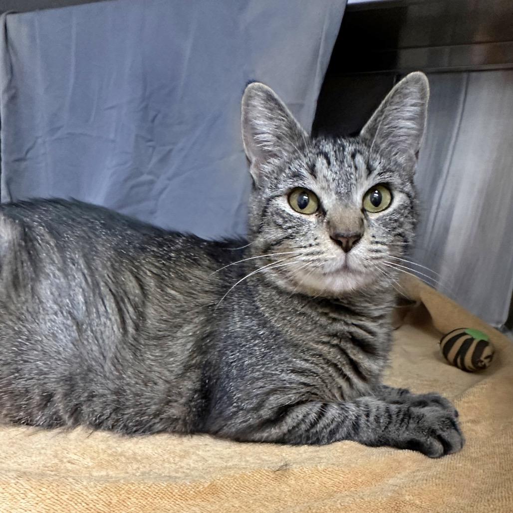 Goose, Adoptable, Adult Female Domestic Short Hair.