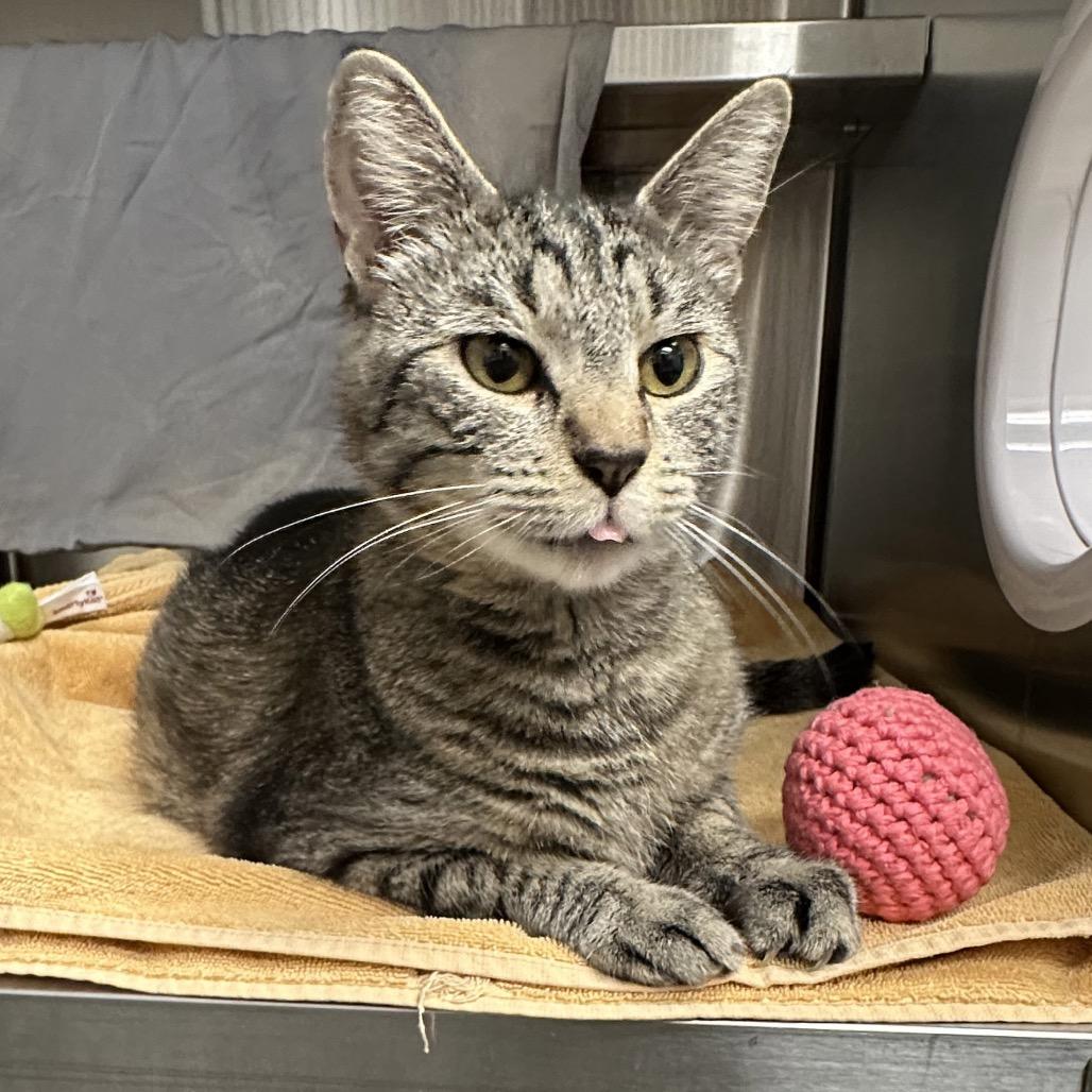 Goose, a Adoptable Domestic Short Hair in Cody, WY image 2/6