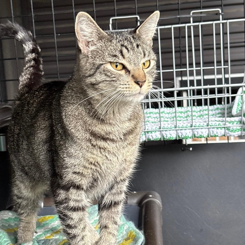 Goose, a Adoptable Domestic Short Hair in Cody, WY image 3/6