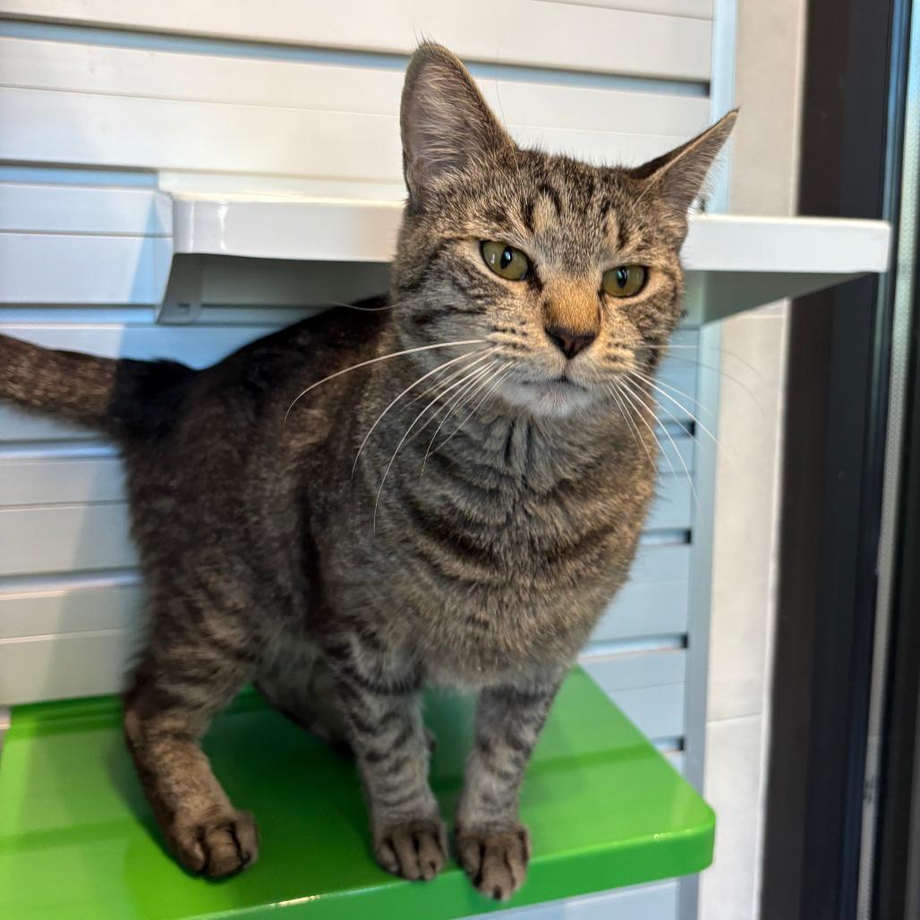 Goose, a Adoptable Domestic Short Hair in Cody, WY image 4/6