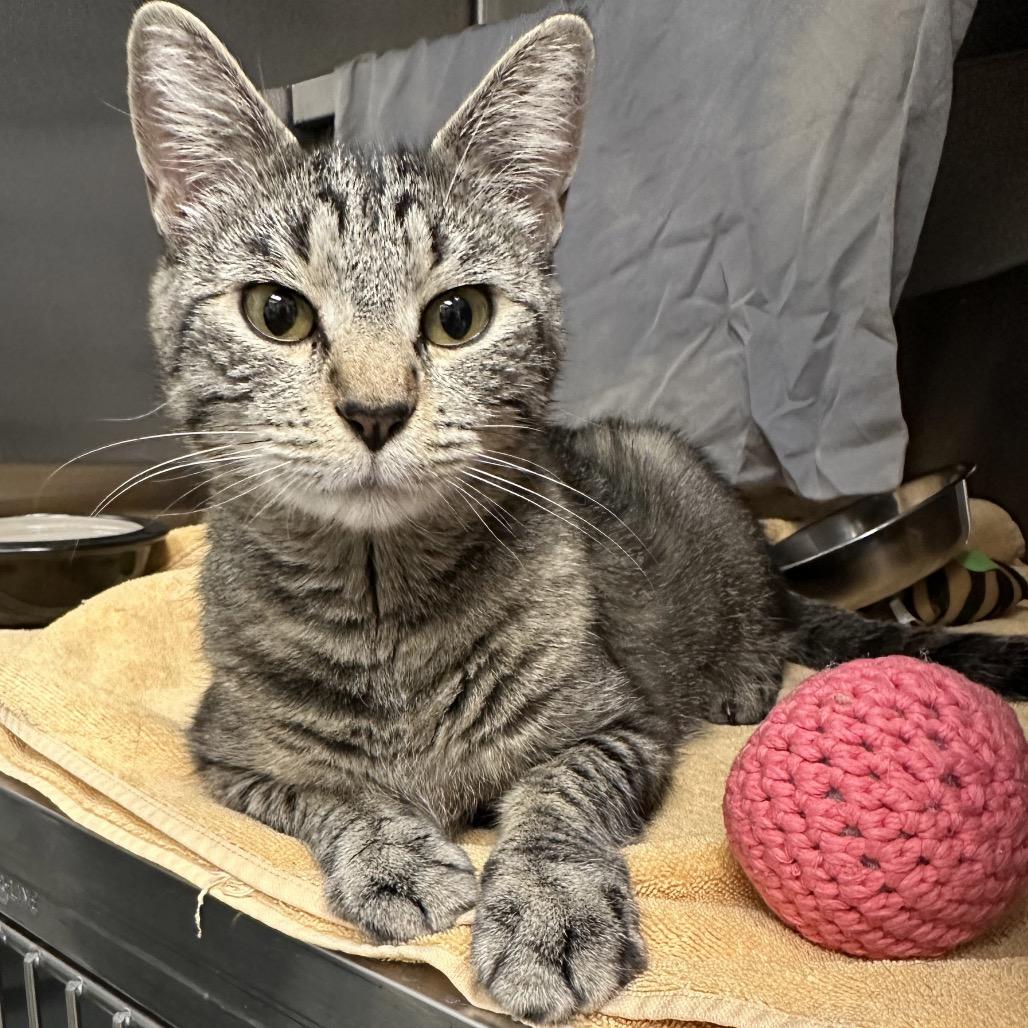 Goose, a Adoptable Domestic Short Hair in Cody, WY image 5/6