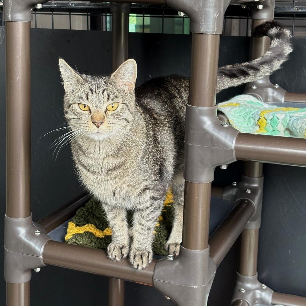 Goose, a Adoptable Domestic Short Hair in Cody, WY image 6/6
