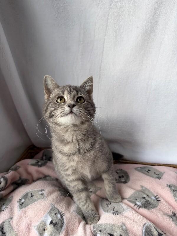 Opaline, Adoptable, Young Female Domestic Long Hair.