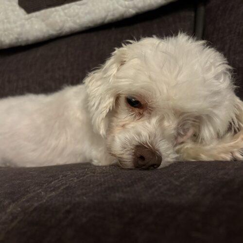 Hope, Adoptable, Adult Female Maltese & Mixed Breed.