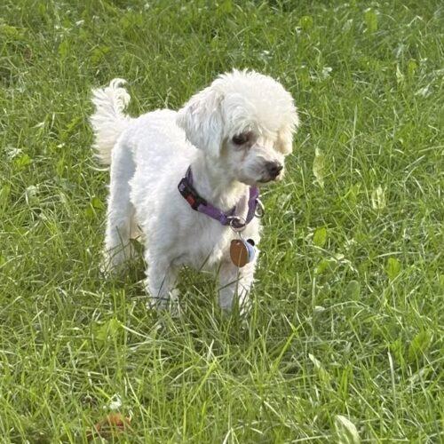 Enlarge Hope, a Adoptable mixed breed in Lincolnshire, IL image 2/4