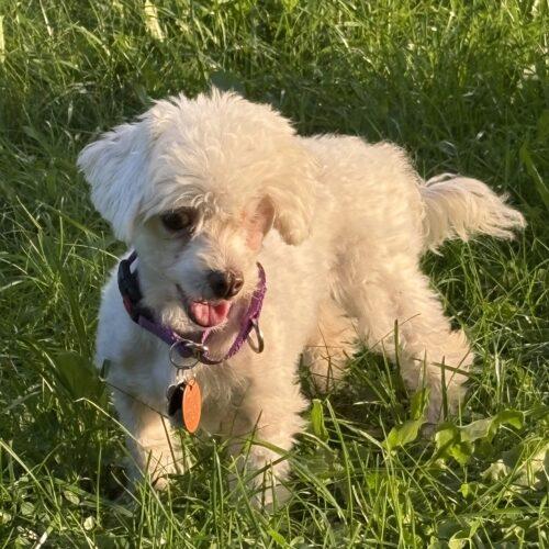 Enlarge Hope, a Adoptable mixed breed in Lincolnshire, IL image 3/4