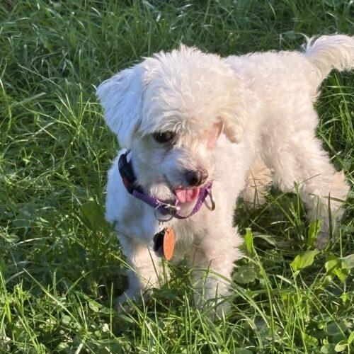 Enlarge Hope, a Adoptable mixed breed in Lincolnshire, IL image 4/4