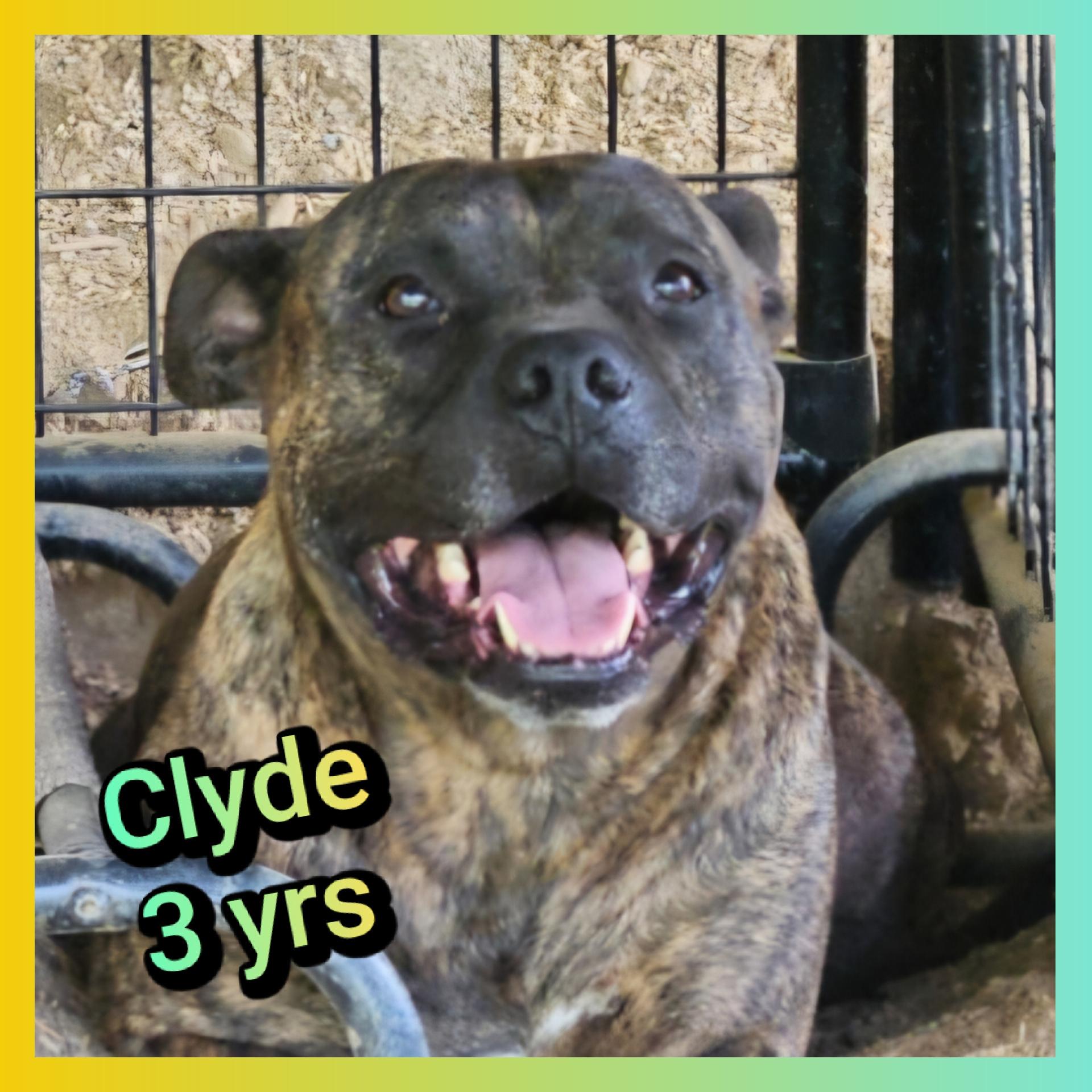 Clyde, Adoptable, Adult Male American Staffordshire Terrier.