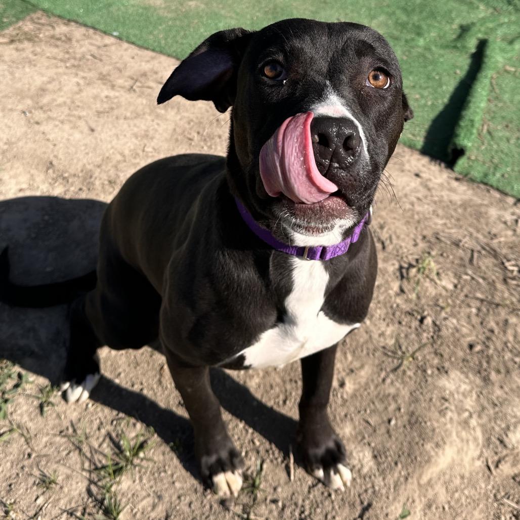 Blossom, Adoptable, Adult Female Terrier & Mixed Breed.